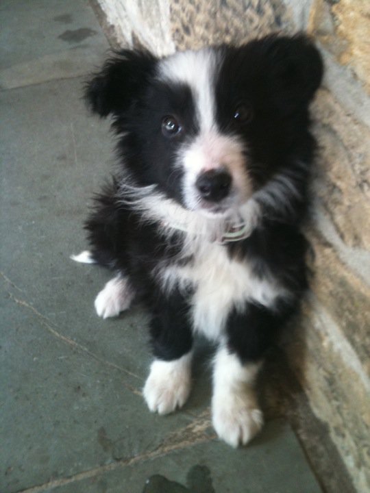 Training a border collie puppy not to sales bite